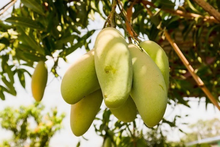 Плоды манго на манговом дереве