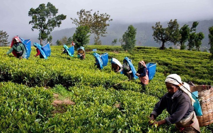 Выращивание зеленого чая