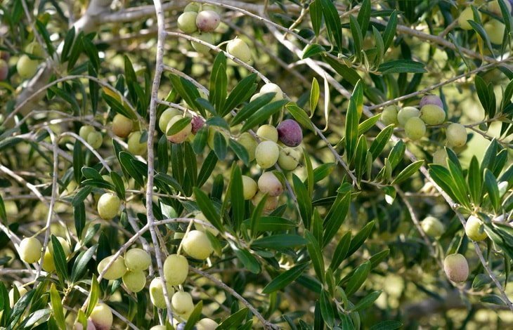 Оливки на дереве