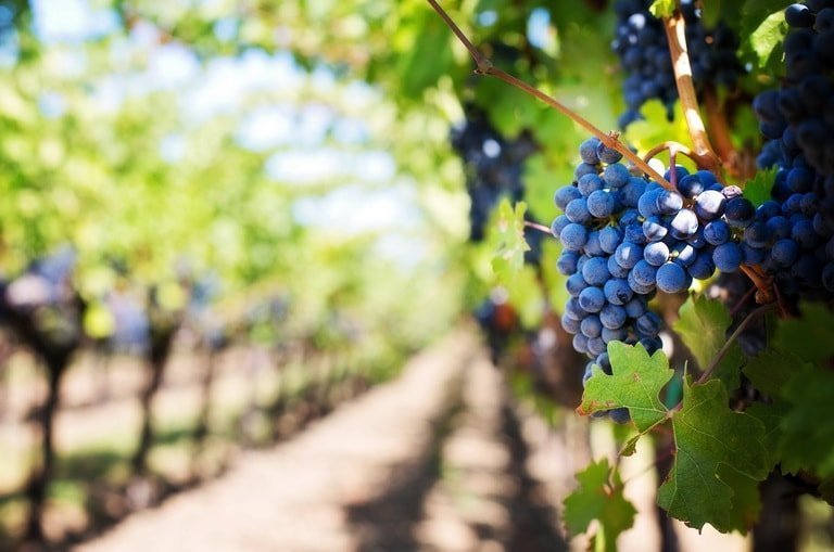 Виноград – польза и вред