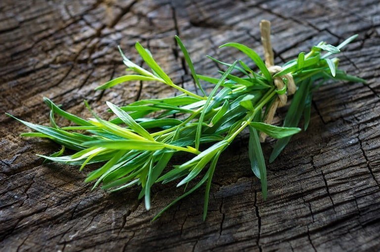 Эстрагон (тархун) трава – свойства и применение
