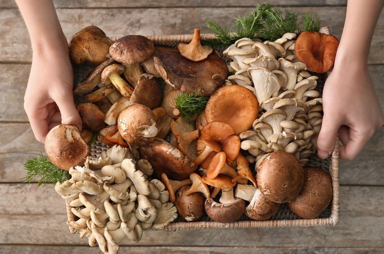 Защищает ли употребление грибов здоровье мозга?