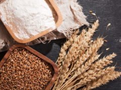 Чем полезна пшеница? Польза и вред для организма