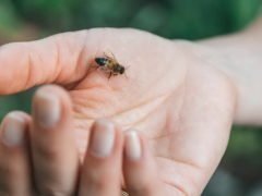 Пчелиный яд: полезные свойства и противопоказания