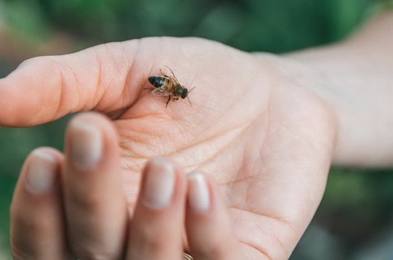Пчелиный яд: польза и вред, применение
