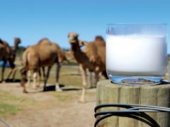 Чем полезно верблюжье молоко? Польза и вред