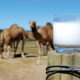Чем полезно верблюжье молоко? Польза и вред