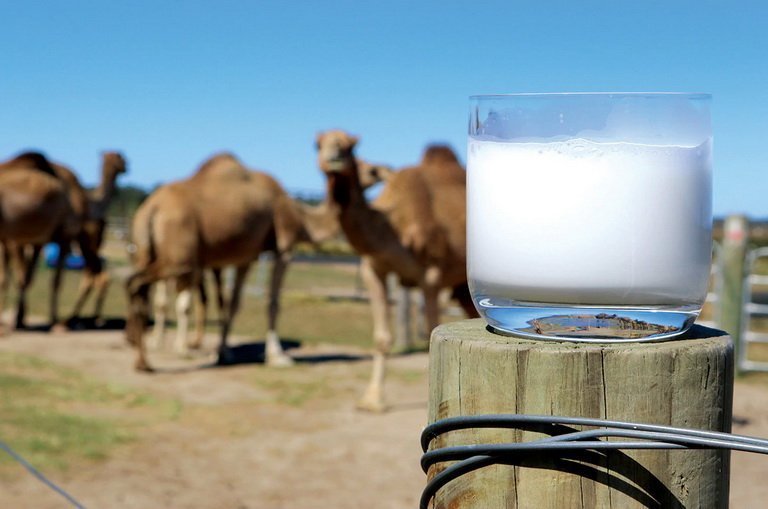 Верблюжье молоко: польза и вред для здоровья