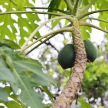 7 Полезных свойств листьев папайи и их применение