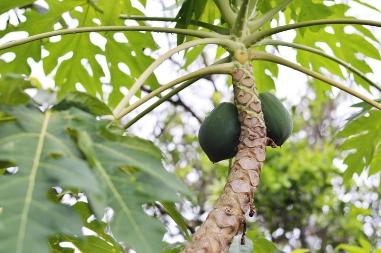 Листья папайи: лечебные свойства и противопоказания