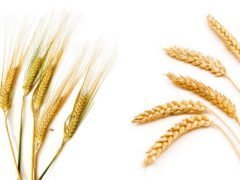Ячмень и пшеница: какова разница?