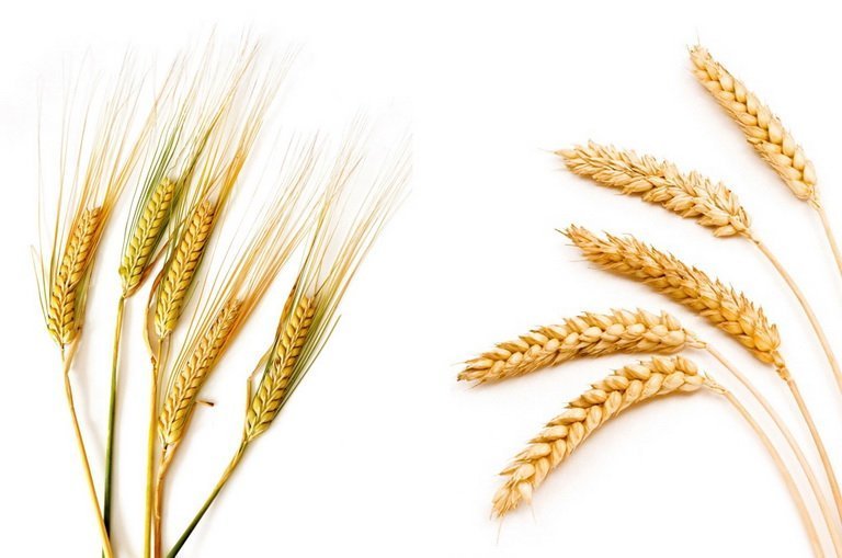 Чем отличается ячмень от пшеницы?