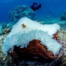 Коралловый кальций: польза и вред, применение, безопасность