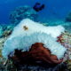 Коралловый кальций: польза и вред, применение, безопасность