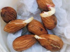 Что такое проросшие орехи? Польза и пищевая ценность