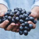6 Уникальных полезных свойств черного винограда