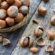 Орехи фундук: польза и вред для организма