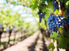 Виноград: польза и вред для организма женщины и мужчины