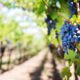 Виноград: польза и вред для организма женщины и мужчины