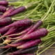 Полезна ли фиолетовая морковь? Состав, польза и применение