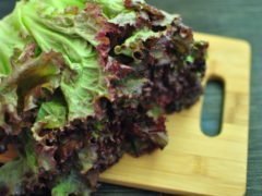 7 Полезных свойств красного салата-латука