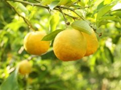 11 Полезных свойств цитрусового фрукта юдзу
