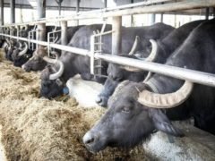 Молоко буйвола: польза и вред, состав, жирность