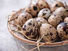Перепелиные яйца: полезные свойства и противопоказания