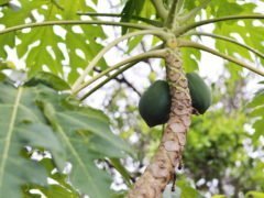 7 Полезных свойств листьев папайи и их применение