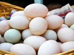 Утиные яйца: полезные свойства, пищевая ценность, противопоказания