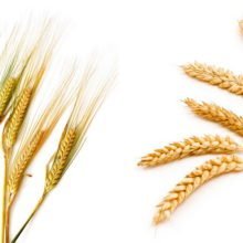 Ячмень и пшеница: какова разница?