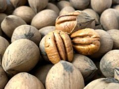 Орехи пекан: полезные свойства и противопоказания