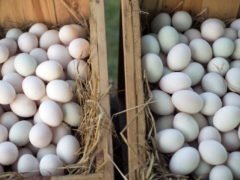 Чем отличаются куриные яйца от утиных и какие полезней?