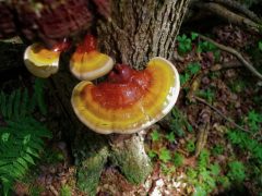 6 Полезных свойств гриба рейши (плюс побочные эффекты и дозировка)
